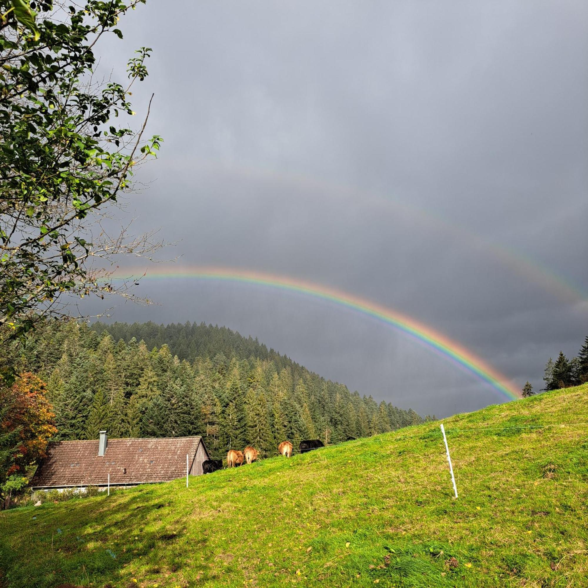 Ferienhaus Schwarzwald Seewald Erzgrube Badesee 100% Natur ภายนอก รูปภาพ