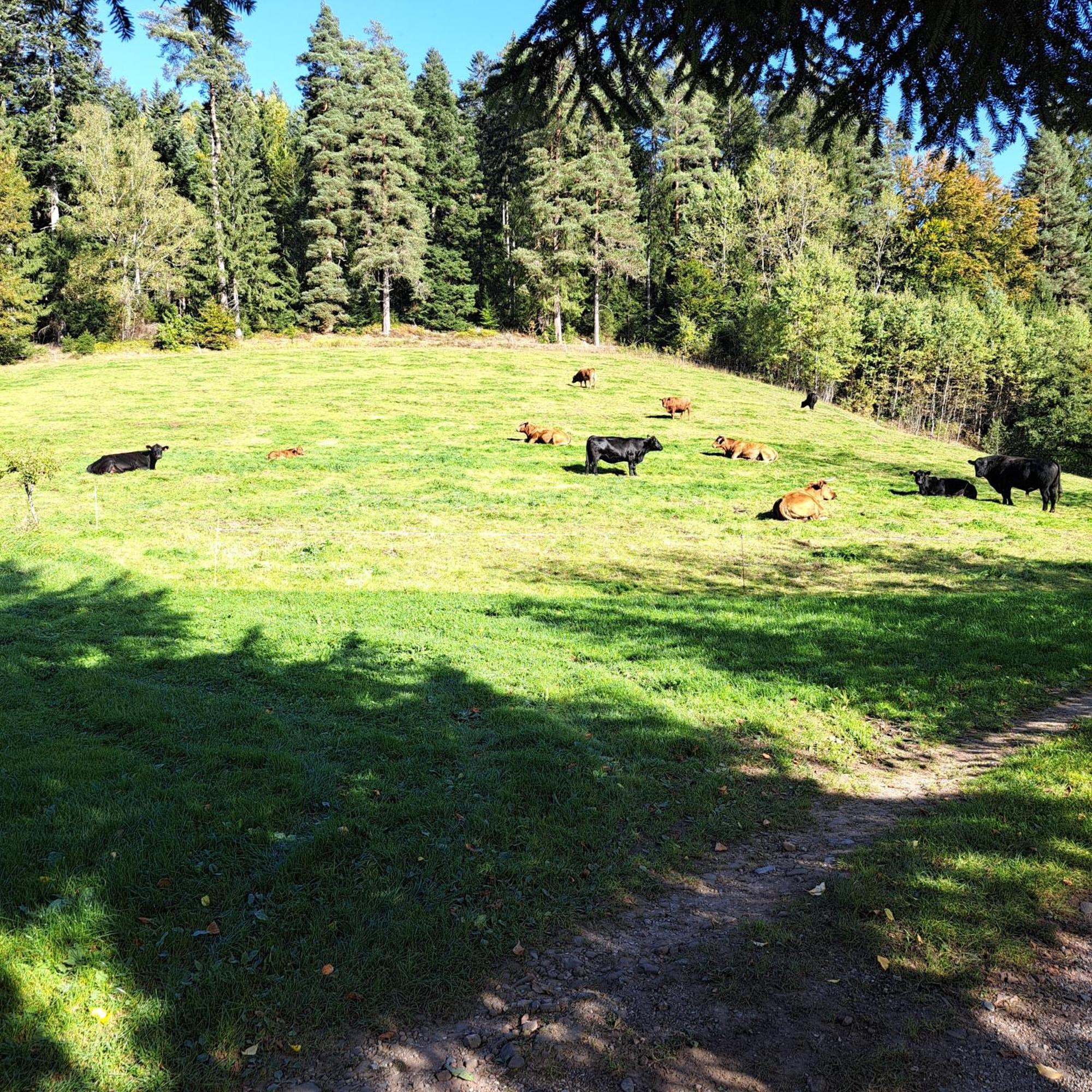 Ferienhaus Schwarzwald Seewald Erzgrube Badesee 100% Natur ภายนอก รูปภาพ