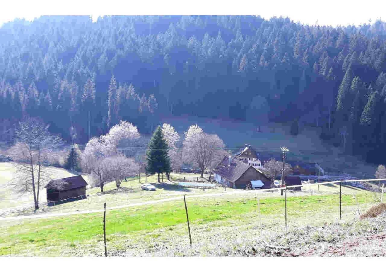 Ferienhaus Schwarzwald Seewald Erzgrube Badesee 100% Natur ภายนอก รูปภาพ